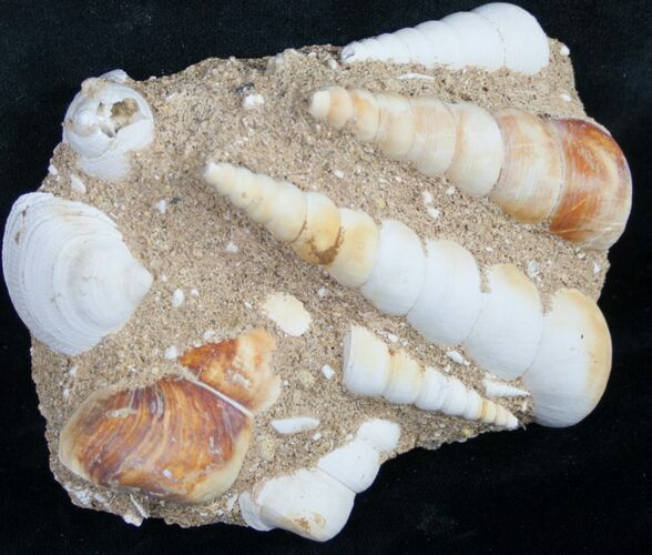 Large Fossil Turritella (Gastropod) From France #8814